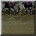 Giugno 26 312.jpg(4,19 MB)