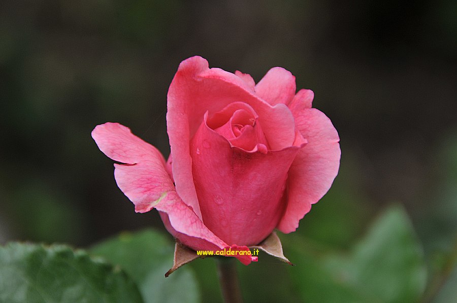 Cinque Giugno 002.jpg