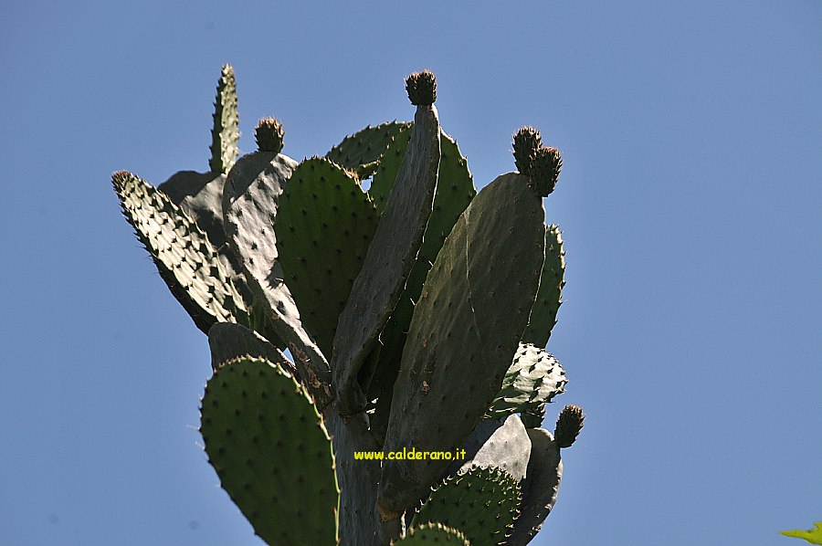 Primo Giugno 001.jpg