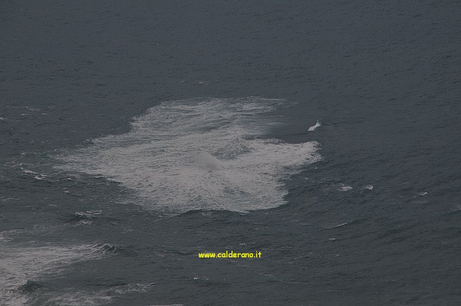 Mare 002 160510.jpg