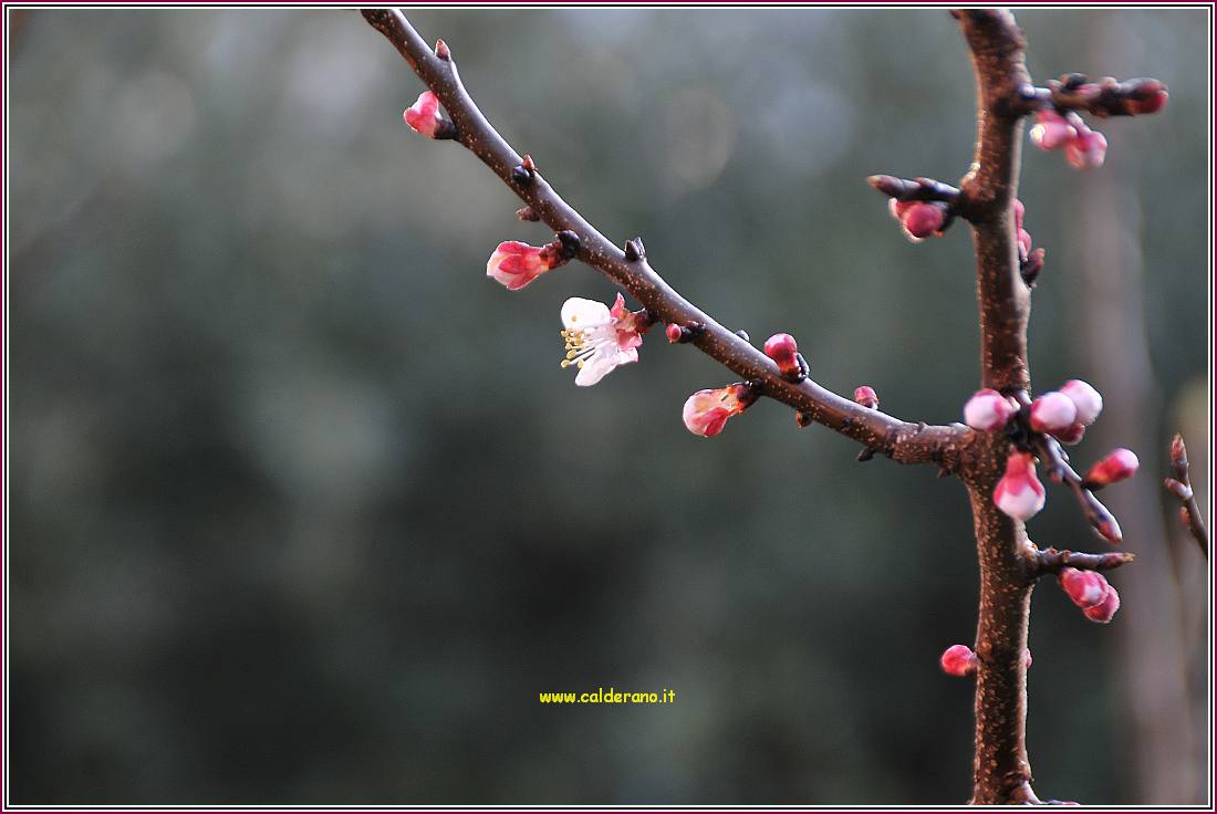 Primavera 120310 02.jpg