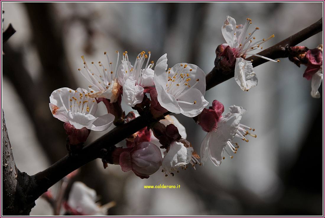 Primavera 210310 02.jpg