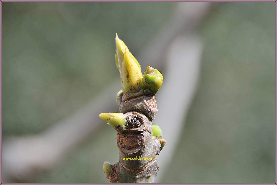 Primavera 210310 03.jpg
