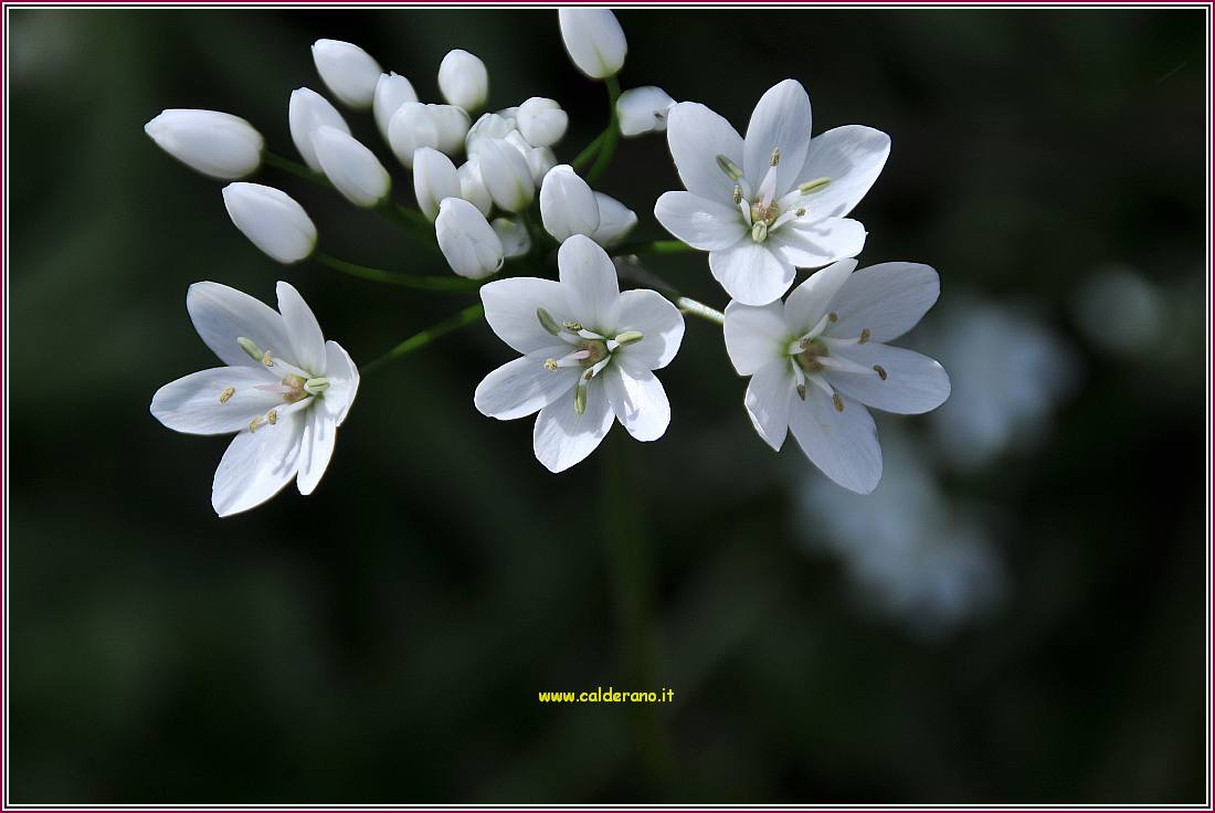 Primavera 210310 04.jpg