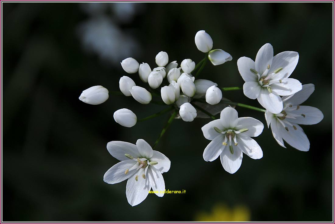 Primavera 210310 05.jpg