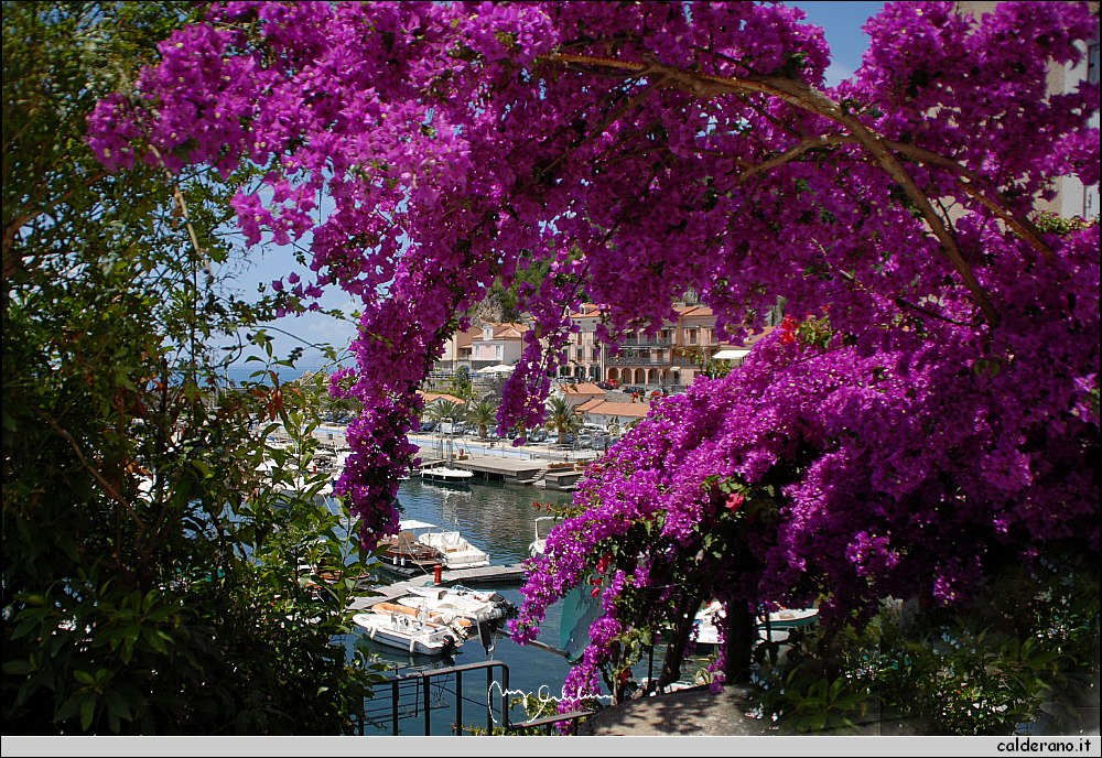 037 Bouganville.jpg