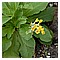 Primula Palinuro.JPG(3,42 MB)
