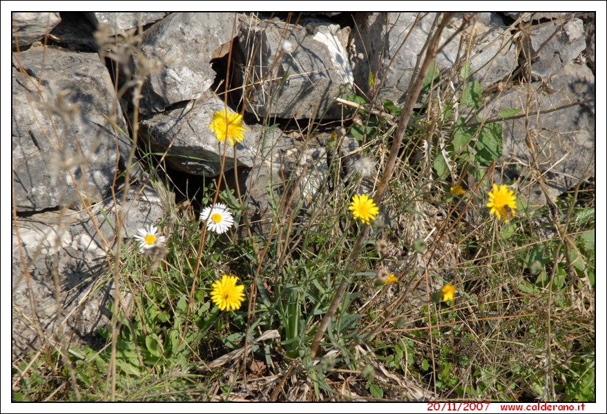 Pietas 092.jpg (4,50 MB)