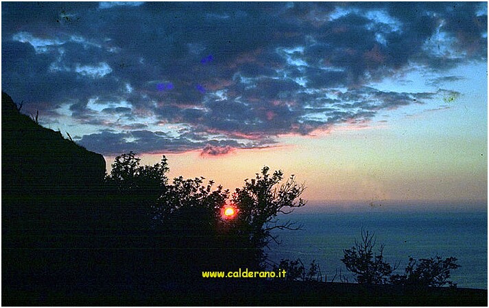 Tra le fronde.JPG