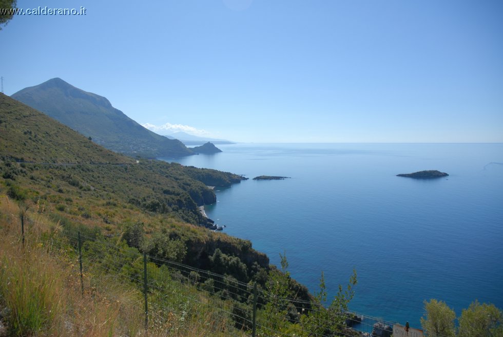 Ilicini 001.jpg