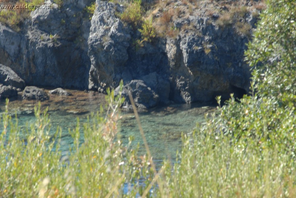 Ilicini 019.jpg