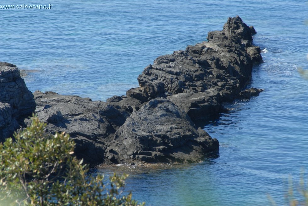 Ilicini 024.jpg