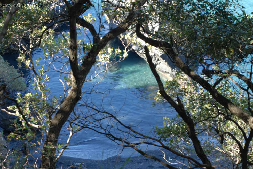 Ilicini 033.jpg