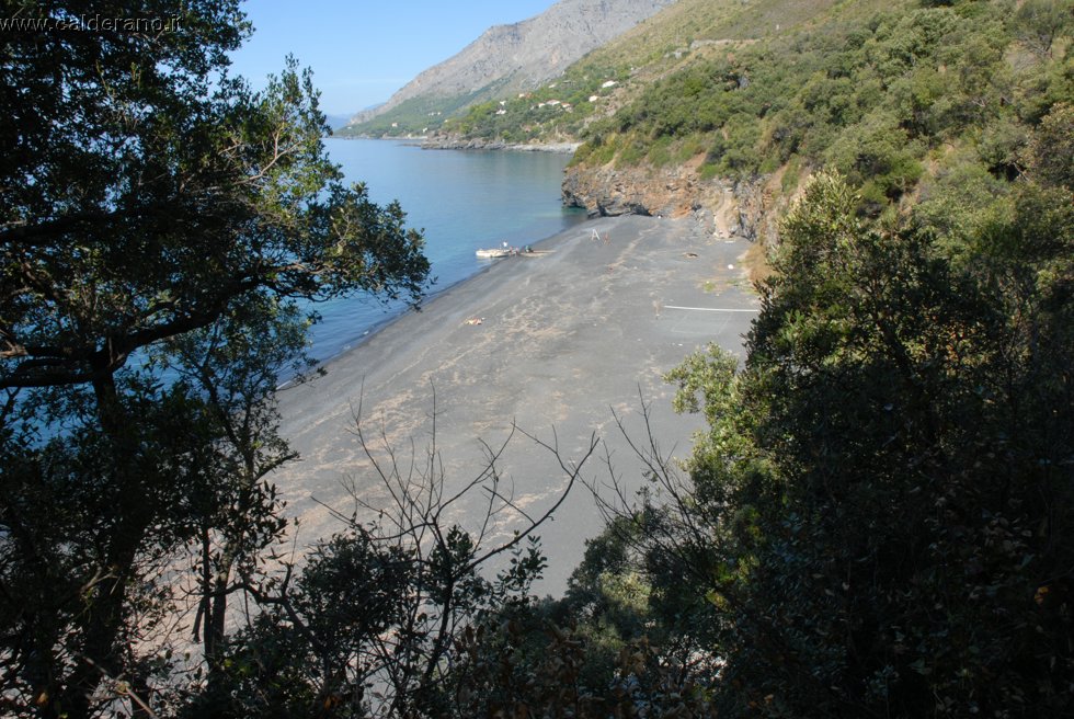 Ilicini 036.jpg