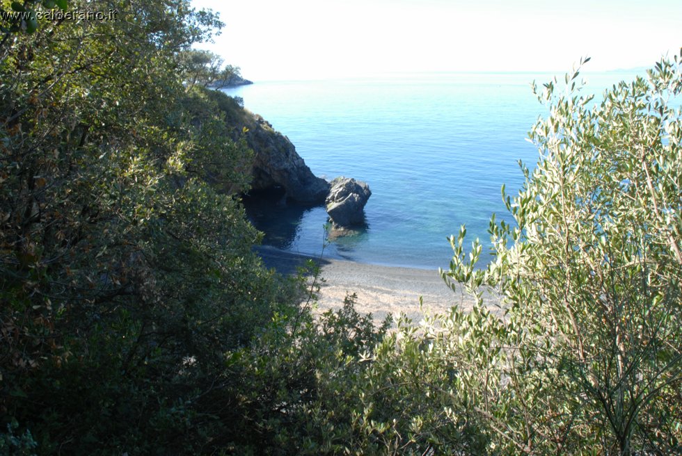 Ilicini 038.jpg