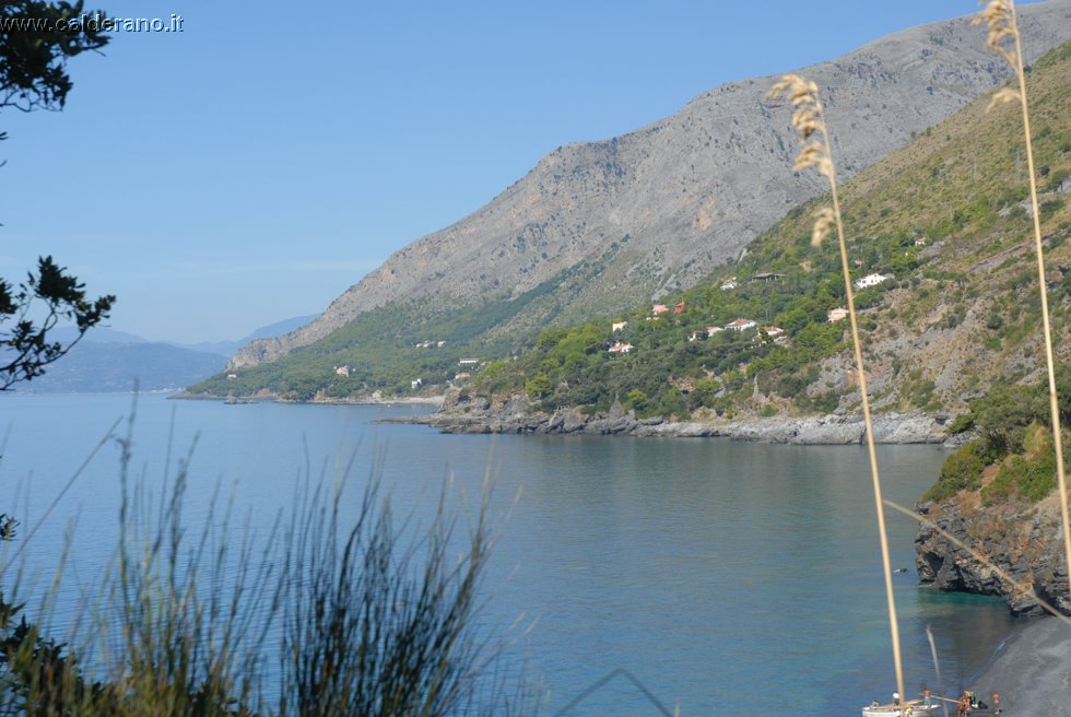 Ilicini 046.jpg