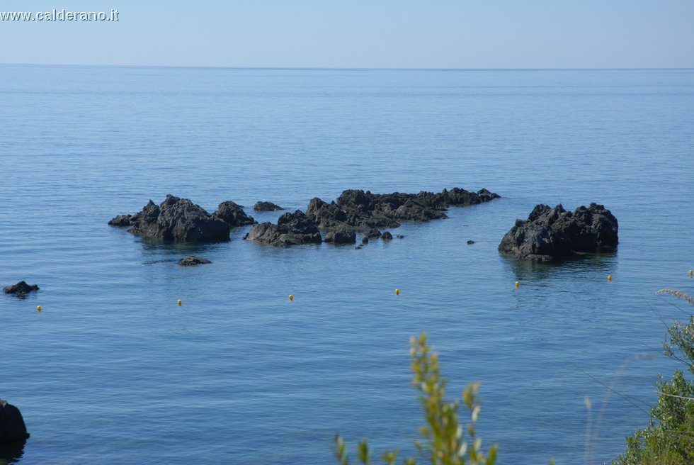 Ilicini 061.jpg