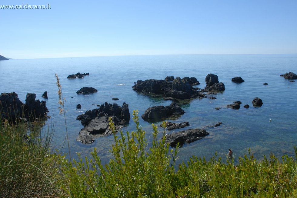 Ilicini 062.jpg