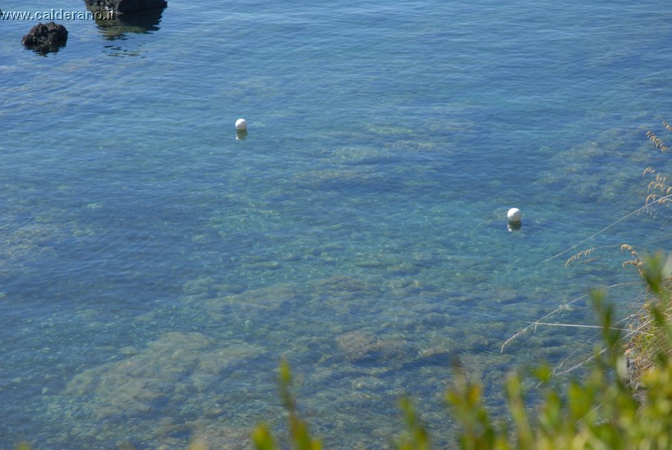 Ilicini 064.jpg