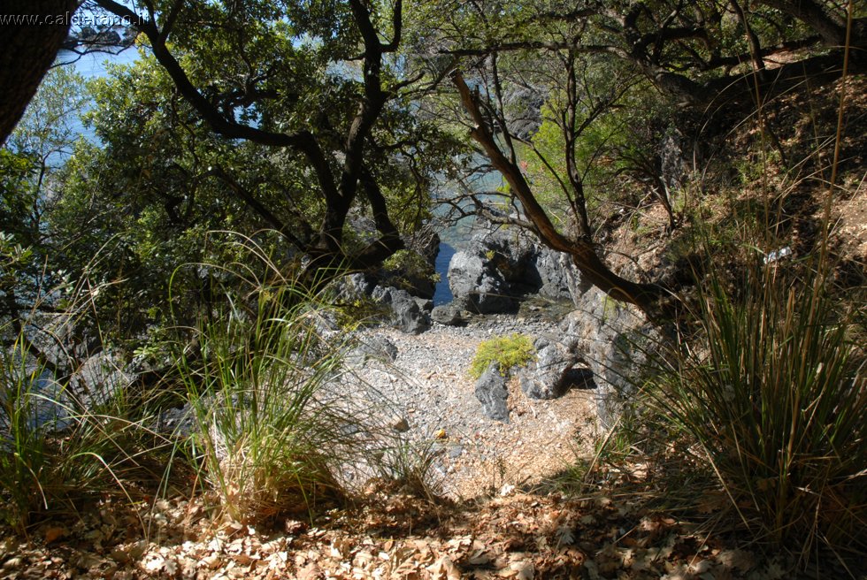 Ilicini 066.jpg
