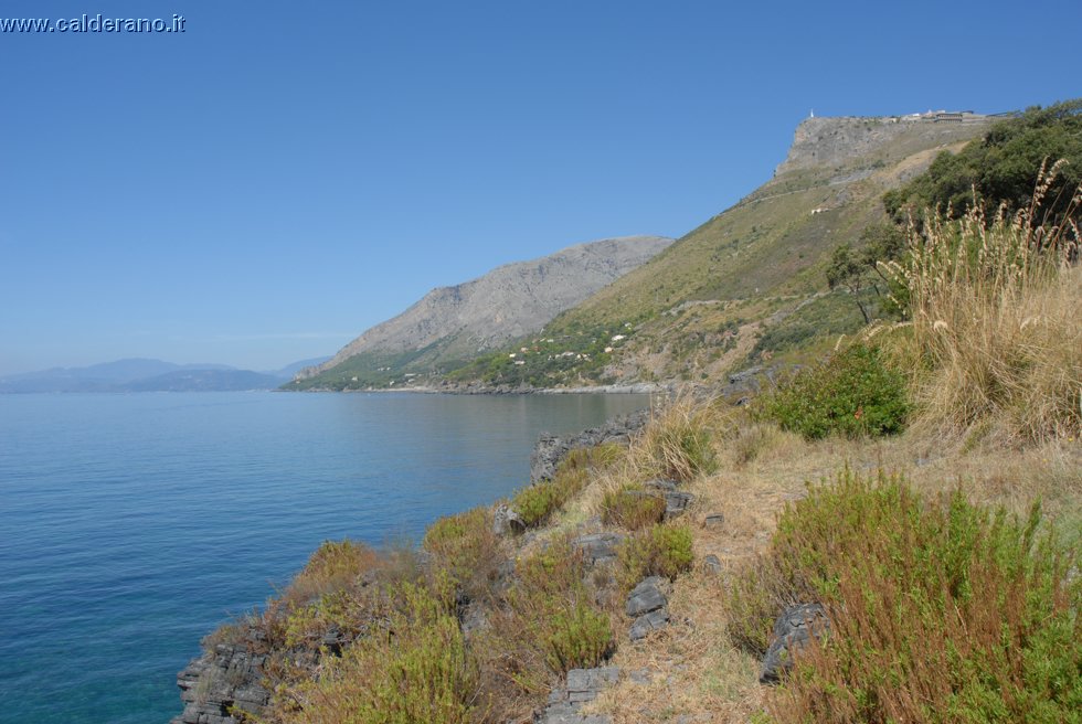 Ilicini 080.jpg