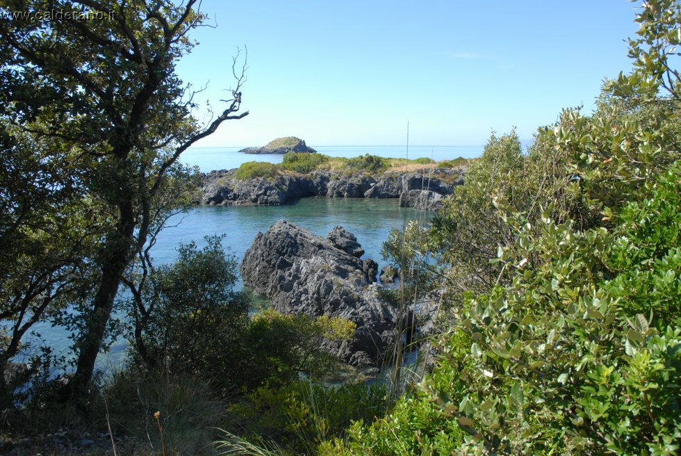 Ilicini 091.jpg