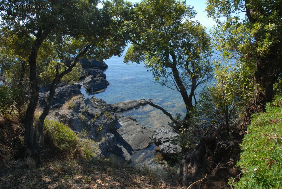 Ilicini 092.jpg