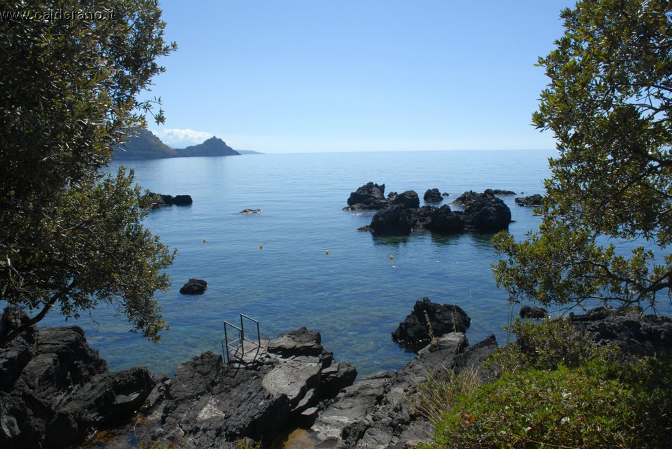 Ilicini 099.jpg