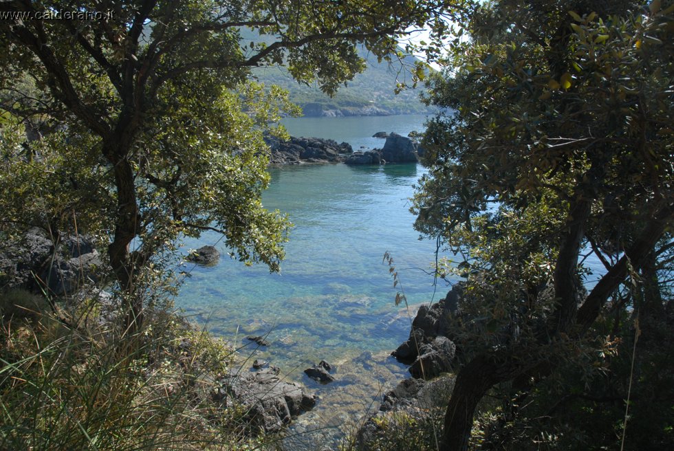 Ilicini 103.jpg
