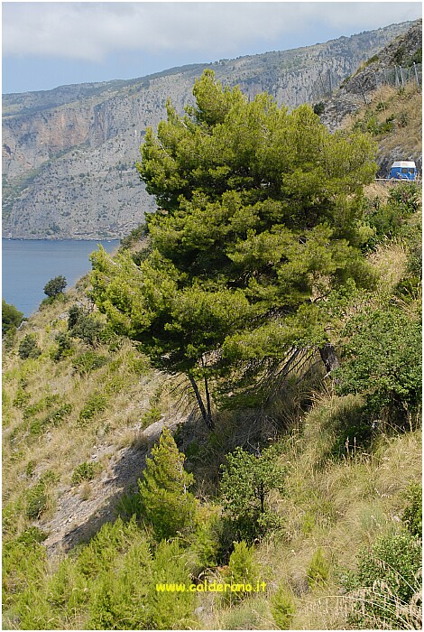 25 20 Luglio 2009 026 115655.JPG
