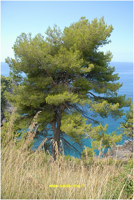 25 20 Luglio 2009 029 115955.JPG