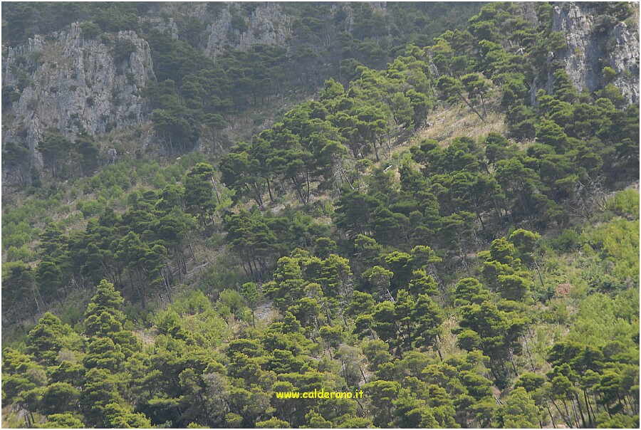 25 20 Luglio 2009 045 121531.JPG