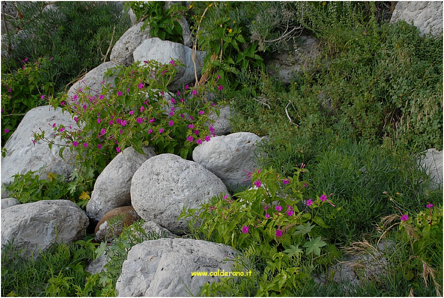 29 10 Luglio 2009 095 194240.JPG