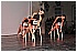 BIA_9138 - 132 KB