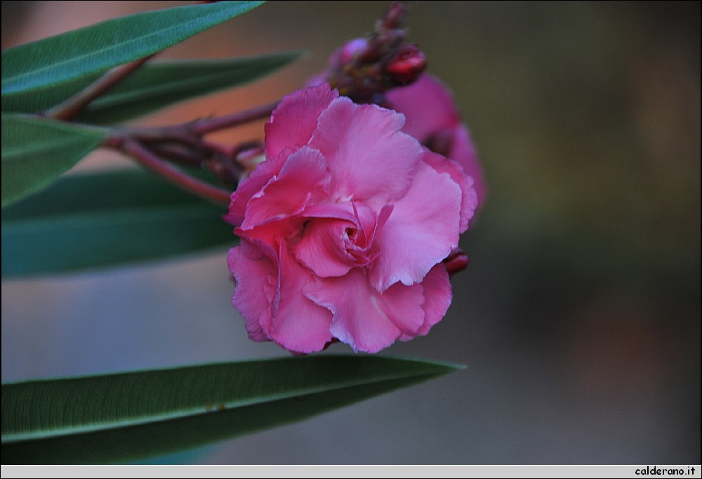 CAL_0889.JPG