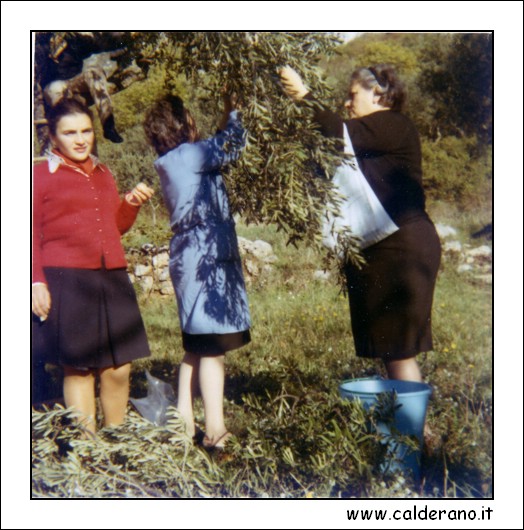 1157 Olive_a_Mazzarelle.jpg (720 KB)