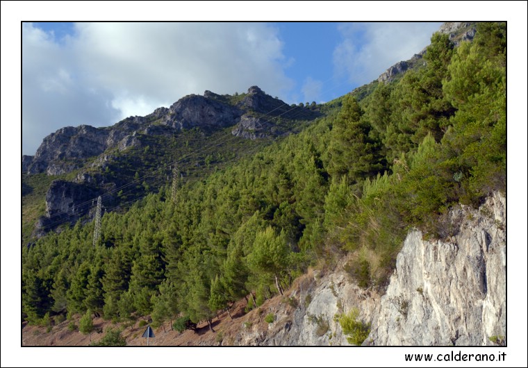 La Pineta della Serra di castrocucco.JPG (6,51 MB)